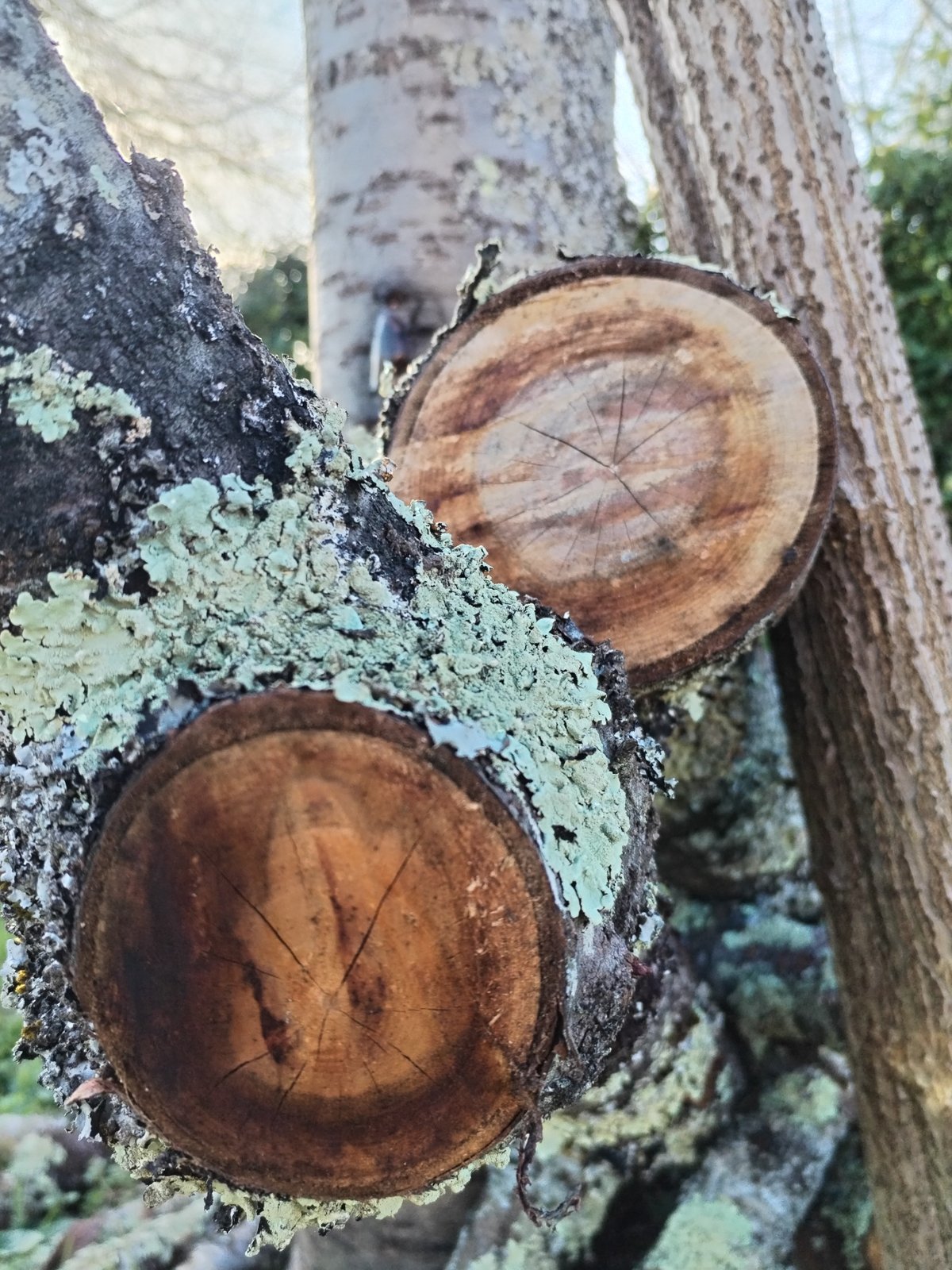 Buste dans une niche de pierre