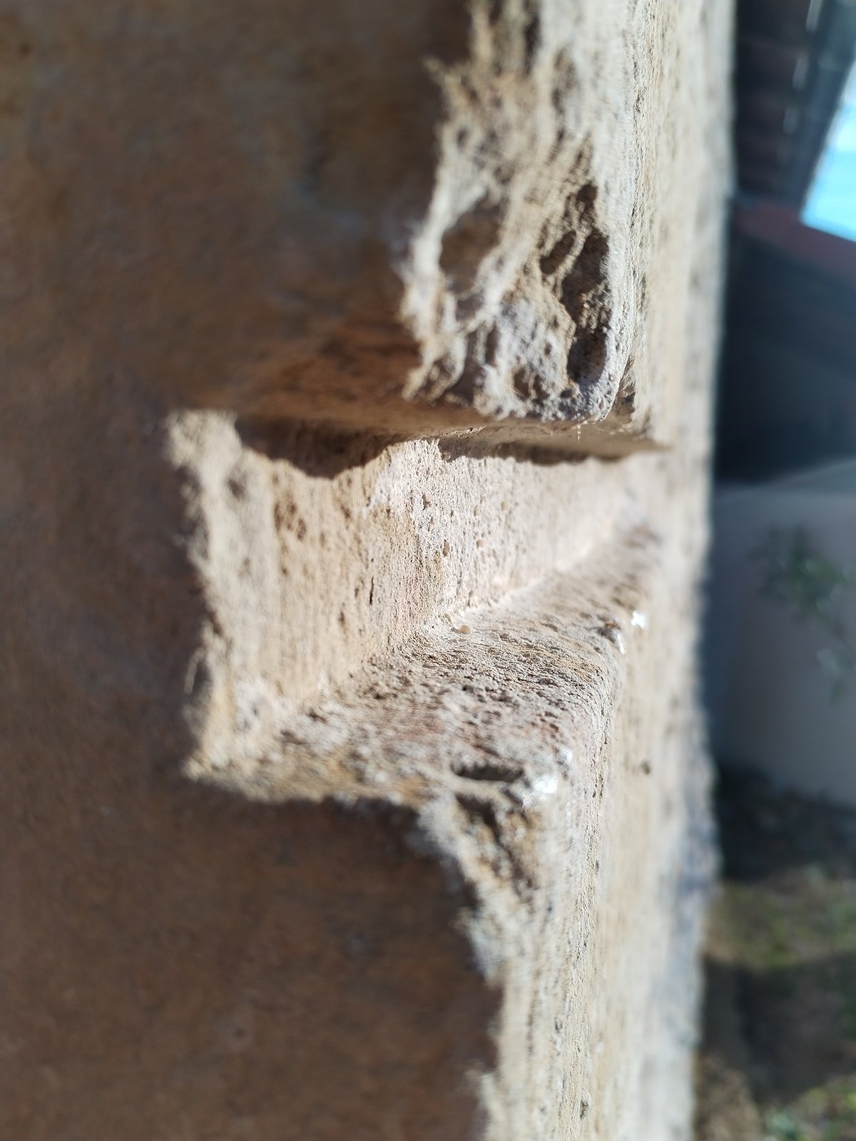 Bois coupé avec lichen